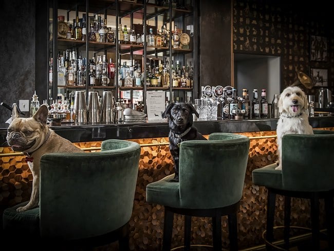Dog bars discount